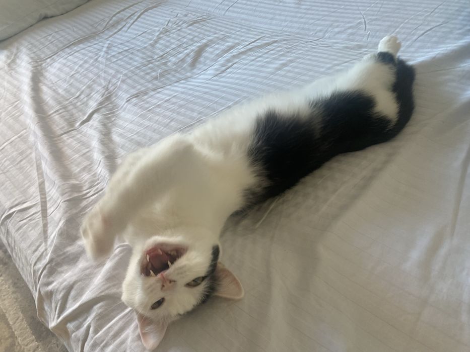 Кошка девочка бесплатно