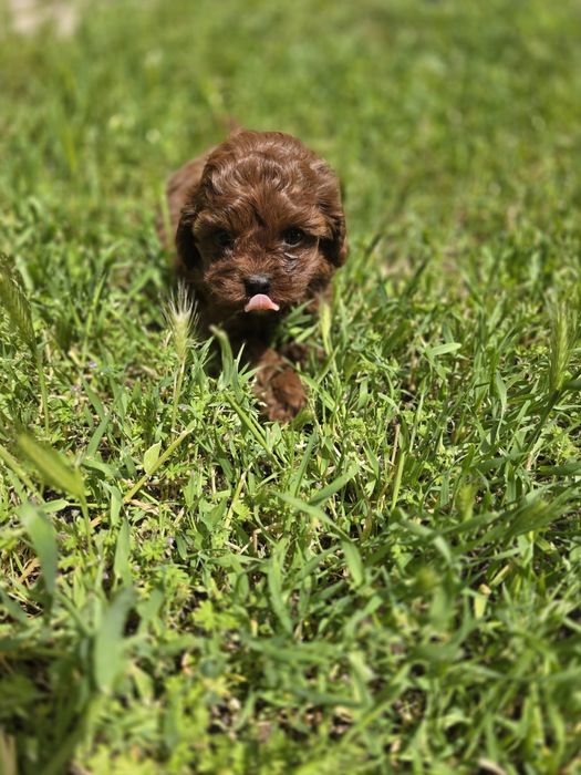 Резервирано! Кавапу момиче/Cavapoo