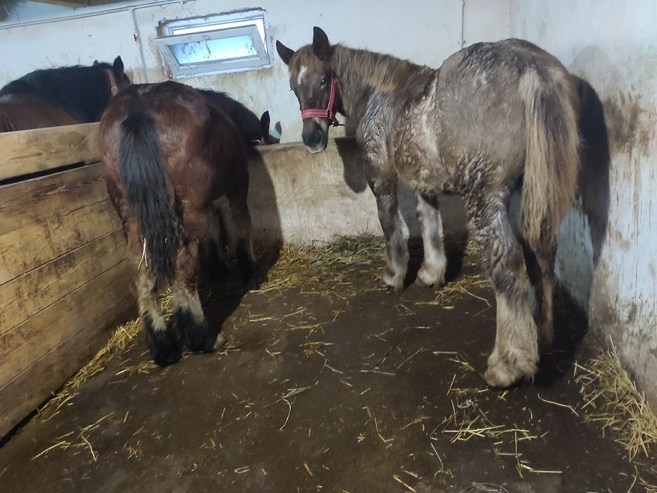 vand mânji frumoși