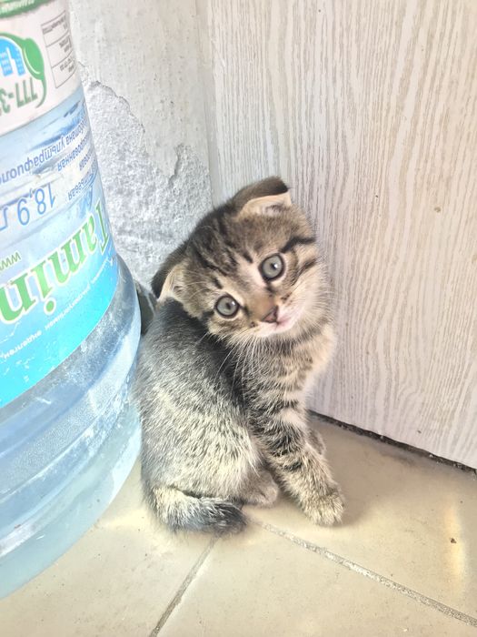 Продам вислоухих котят
