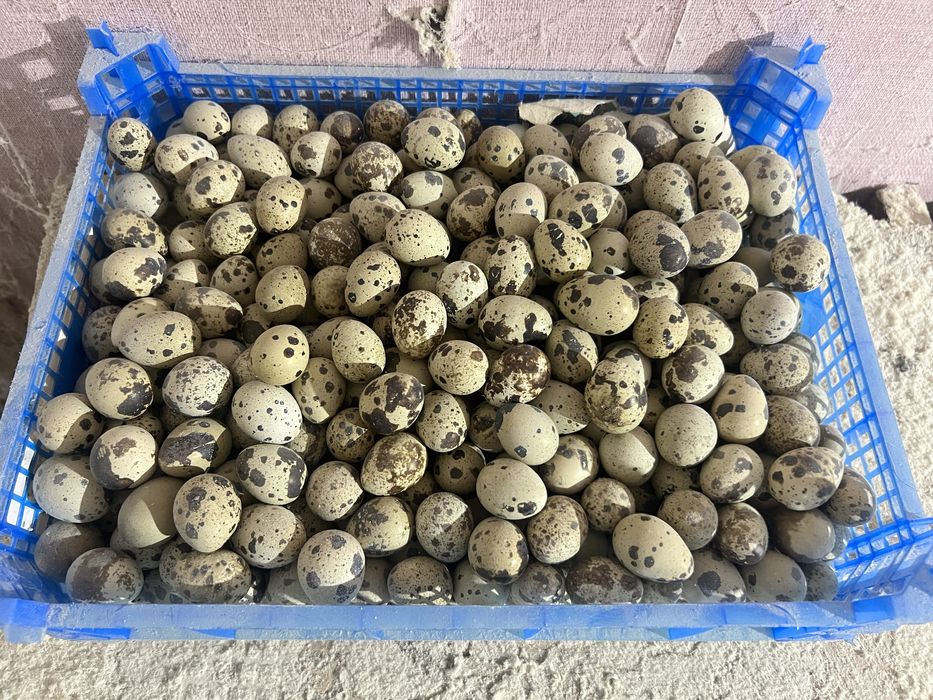 Перепелка мясо, яйцо