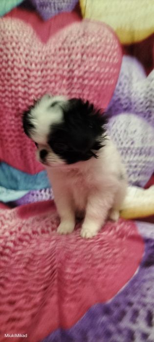 Девочка японского хина.