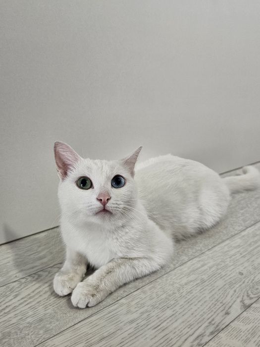 Кошка Анниса.ищем кота для вязки