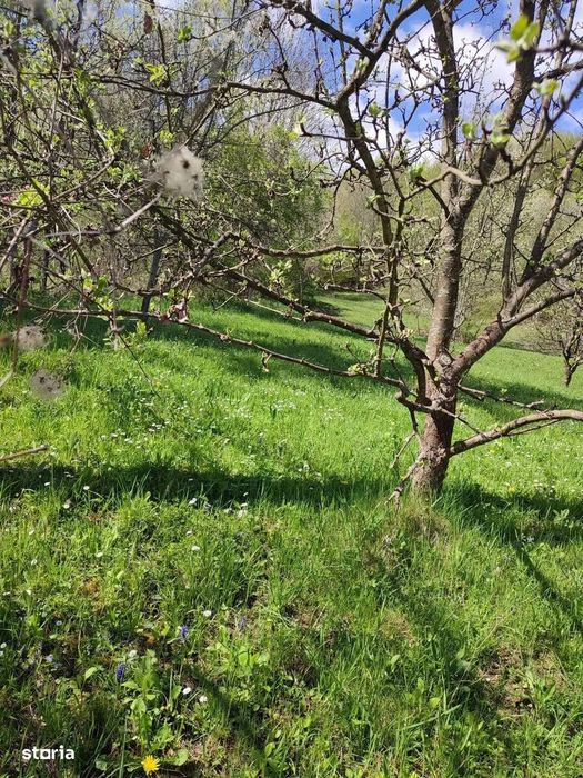 Teren Intravilan Cu Padure | Prahova| Provita De Sus| Breaza