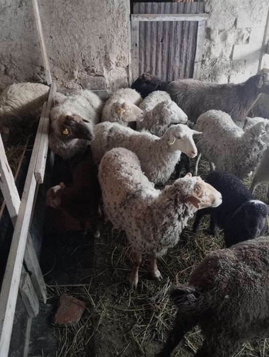 Козылы койлар сатылады