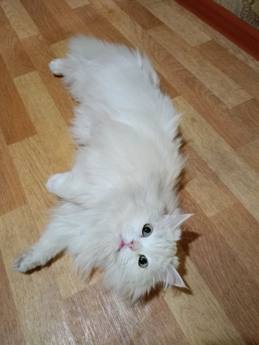 Отдаются в добрые руки