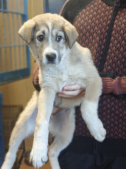 Puiuți de cățeluș își caută căsuța