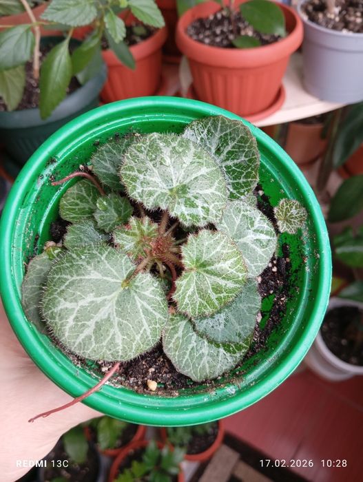 Продам растения комнатные