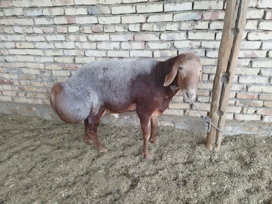 Arashan Qirgʻiziston qoʻchqori