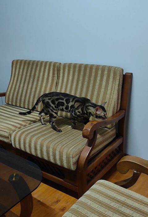 Чистокровный Бенгал на развидение