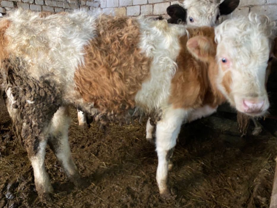 Продам бычки и телка