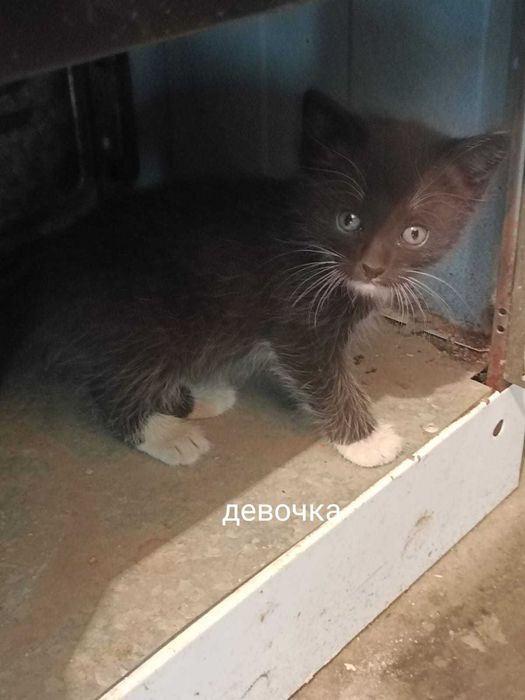 Отдадим котят бесплатно