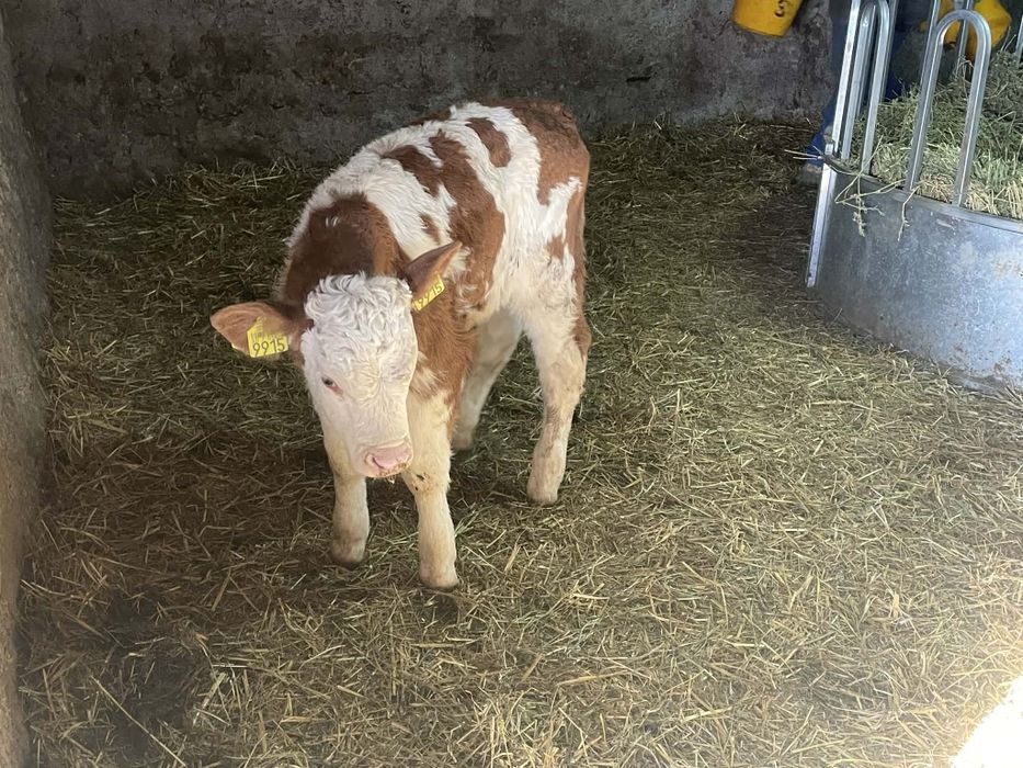 Se vinde 11 vitei de rasa