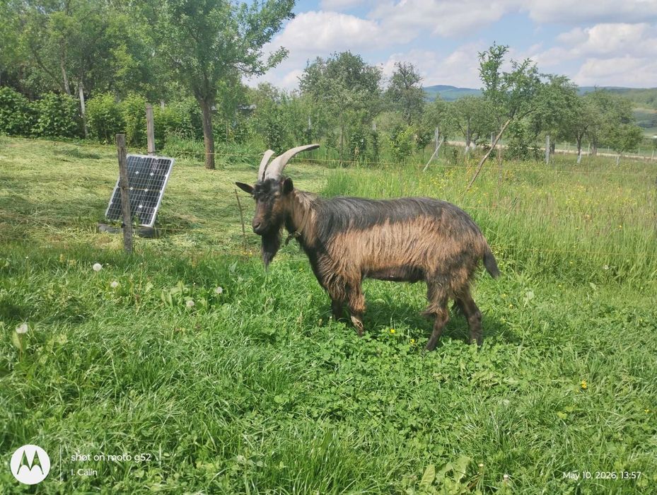 Vand Tap Alpin Francez de 2 ani