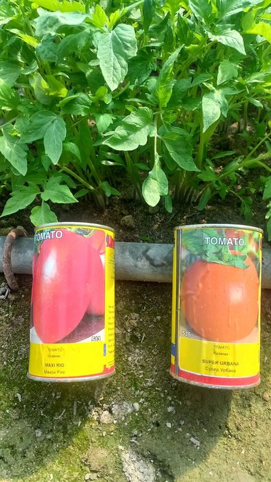 Томат көшеттері сатылады