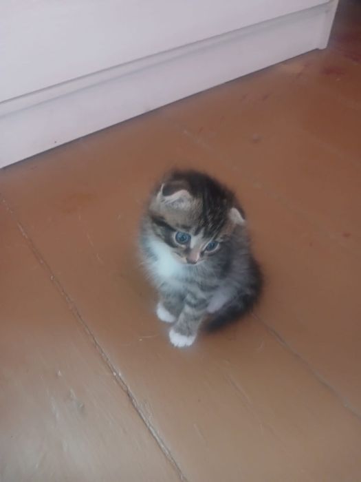 Отдам котят в добрые руки.