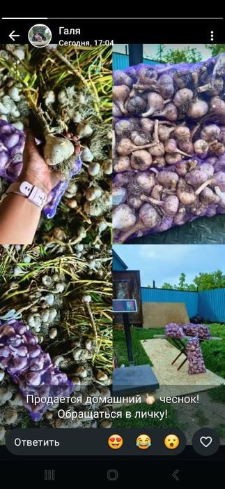 Продам чеснок домашний