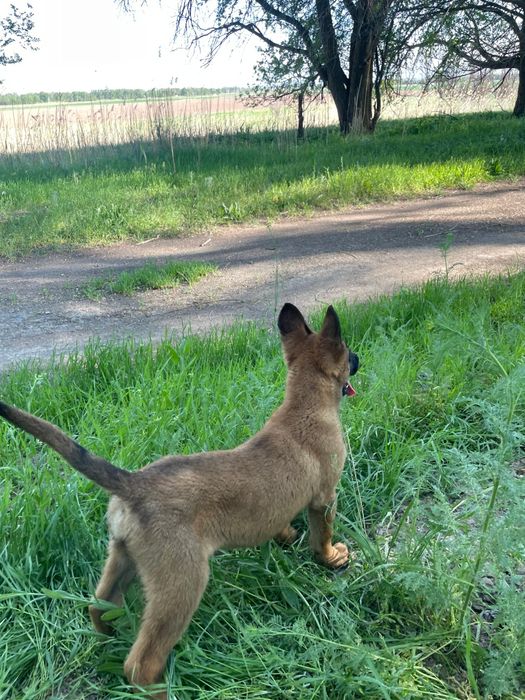 бельгийский овчарка Малинуа