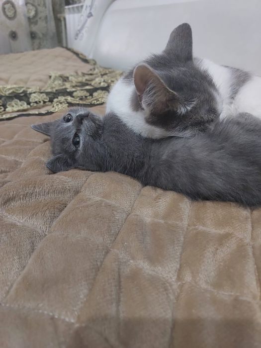 Котенок в добрые руки