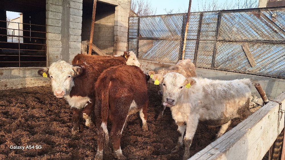 Gereford aulikol smental