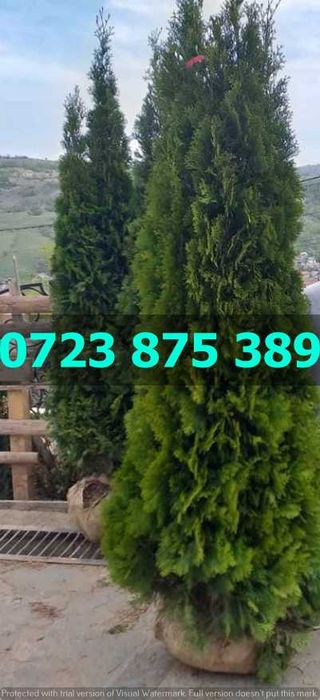 Plante Ornamentale de Calitate – Schimbare Estetică Instantanee