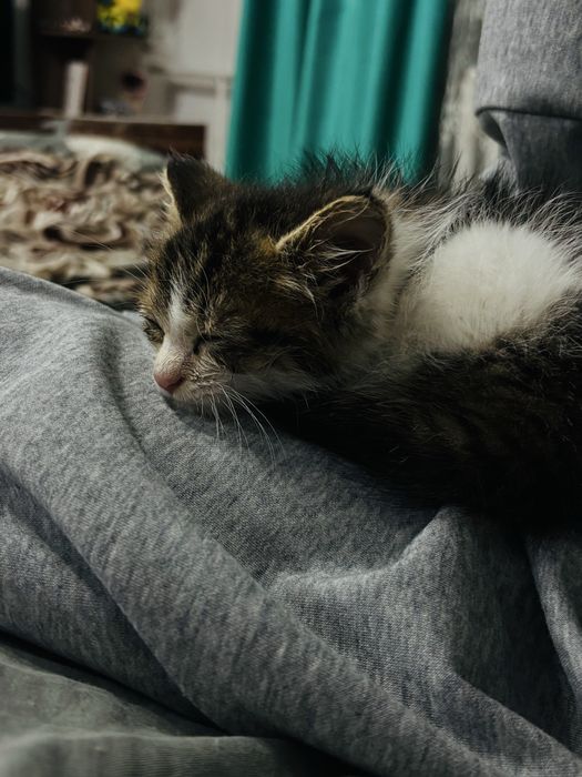 Отдам котенка в дотрые руки