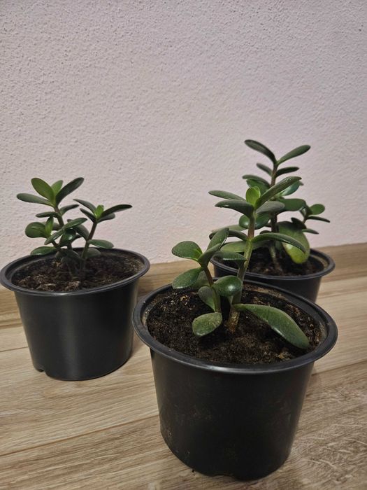 Цвете Дървото на живота