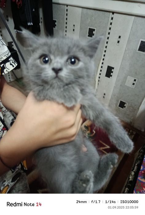 Mushukchalar sotiladi