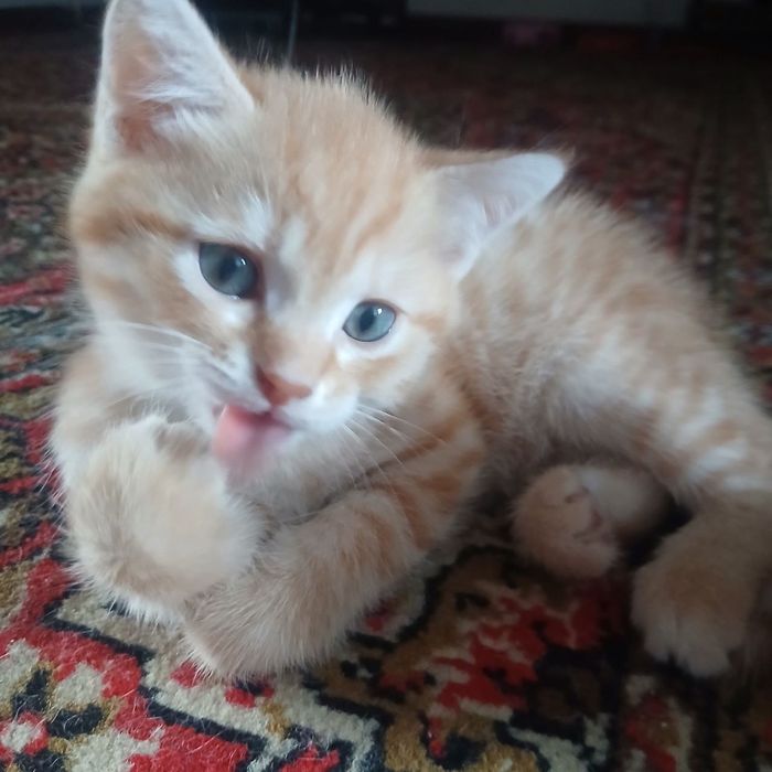 Кошка Британский коротка шерст