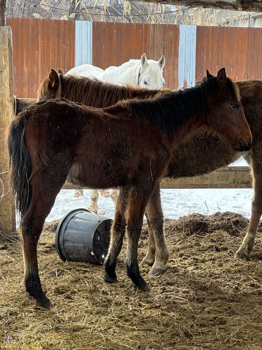 Тай жабагы жеребец жеребчик