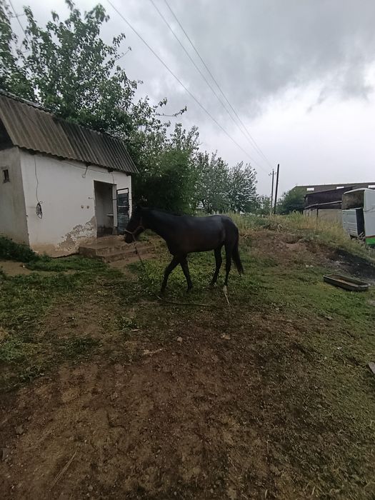 2.5жасар тай сатылады