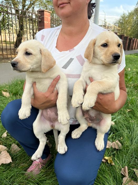 Продам щенка лабрадора