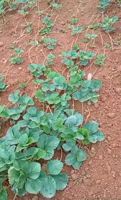 Целогодишен разсад малини И ягоди