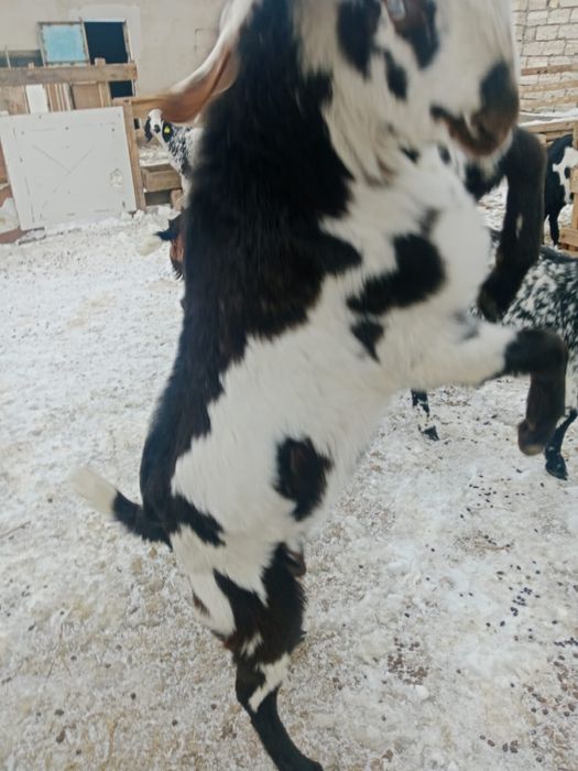 асыл тұқымды ешкілер сатылады