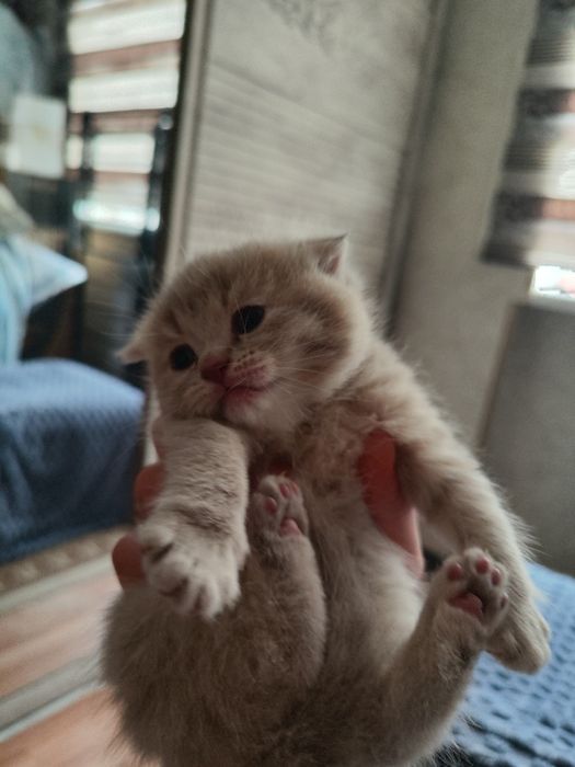 Тозза Scotish Fold Straight тогри вязкадан тугилган