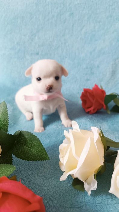 Мини щенок чихуахуа