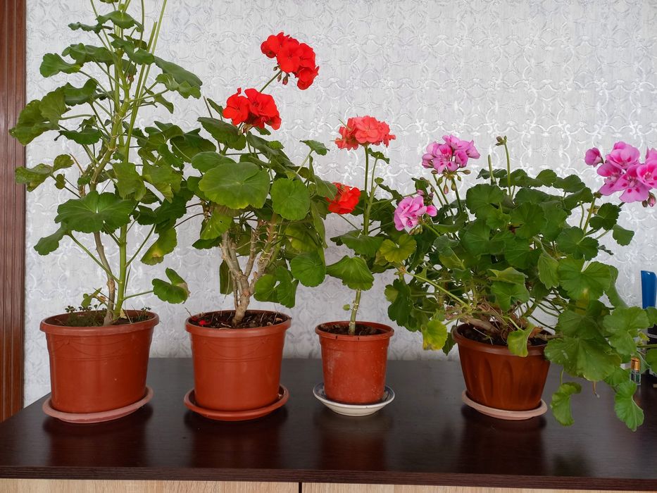 Герань горошке и отростки