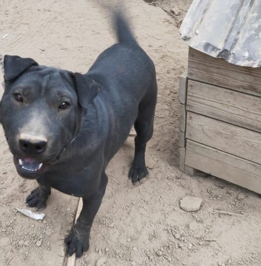 Отдам Породистого щенка