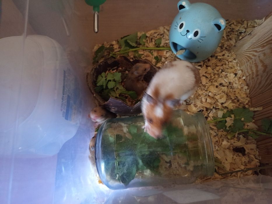 Продаю хомиков серийских