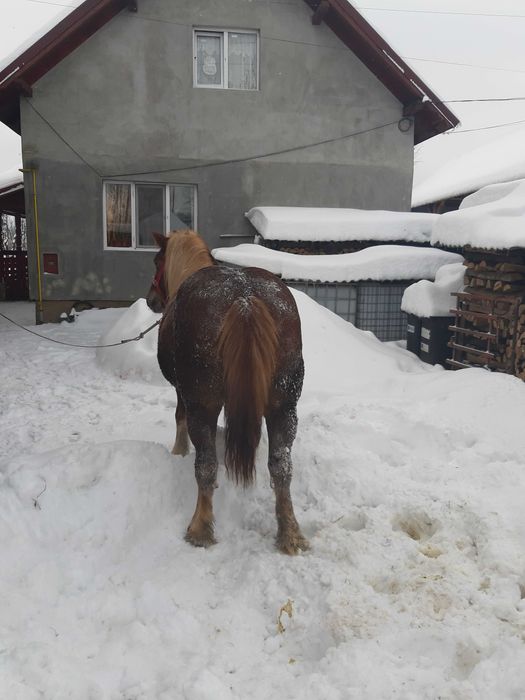 Cai de vanzare maramures