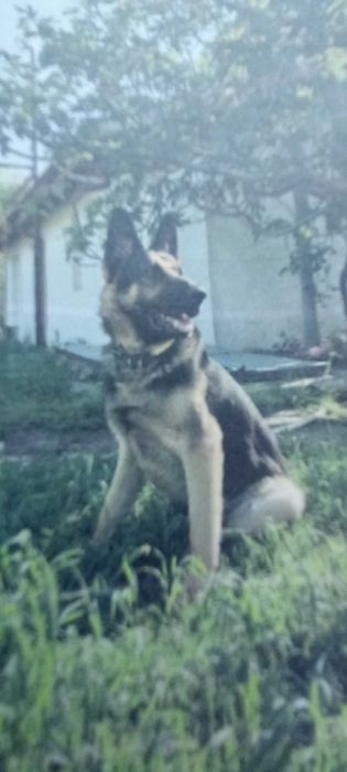 ТЪРСИ СЕ открадната  Немска овчарка