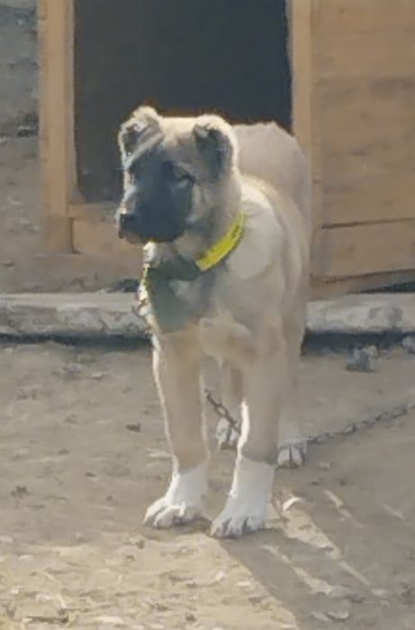 Щенок Алабая кобель (мальчик)