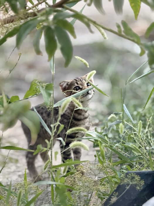 Котенок вислоухий