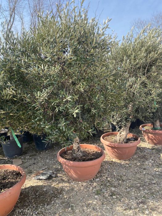 Maslin Olea / Palmier