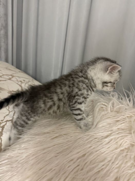 Продаю шотландского котенка