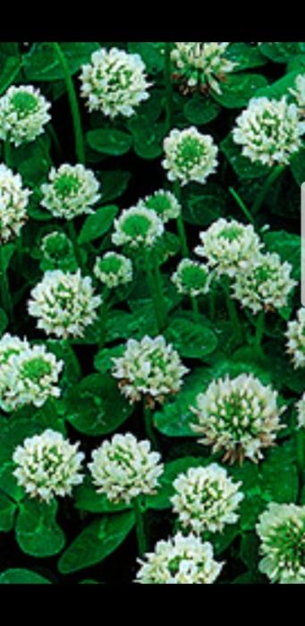 Белый клевер карликовый