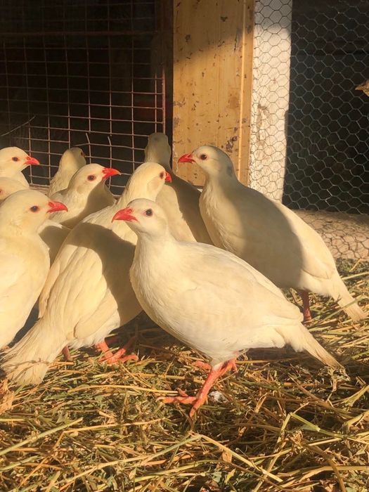 Vând Moțate Olandeze si Potarnichi de Stanca