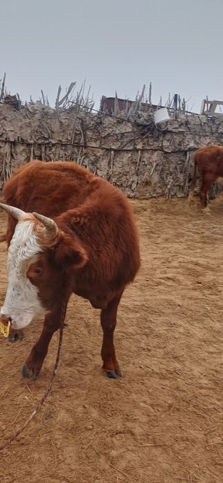 Продам бұқа қалмақ