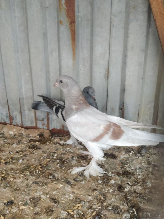 Пискуны Носочуб Такла