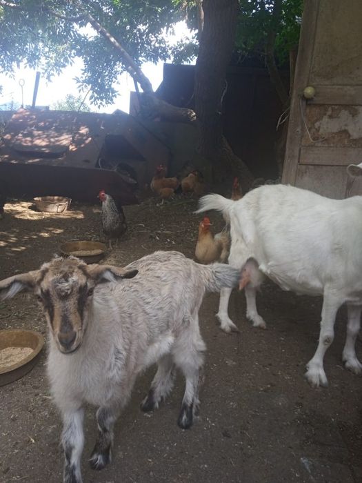 Коза 4 месяца комолая